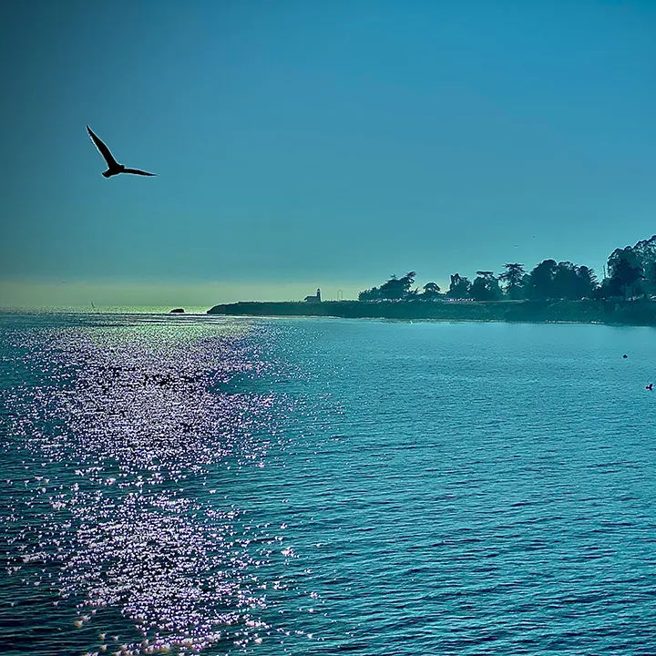 Image of the coast with a lighthouse and bird in the photo